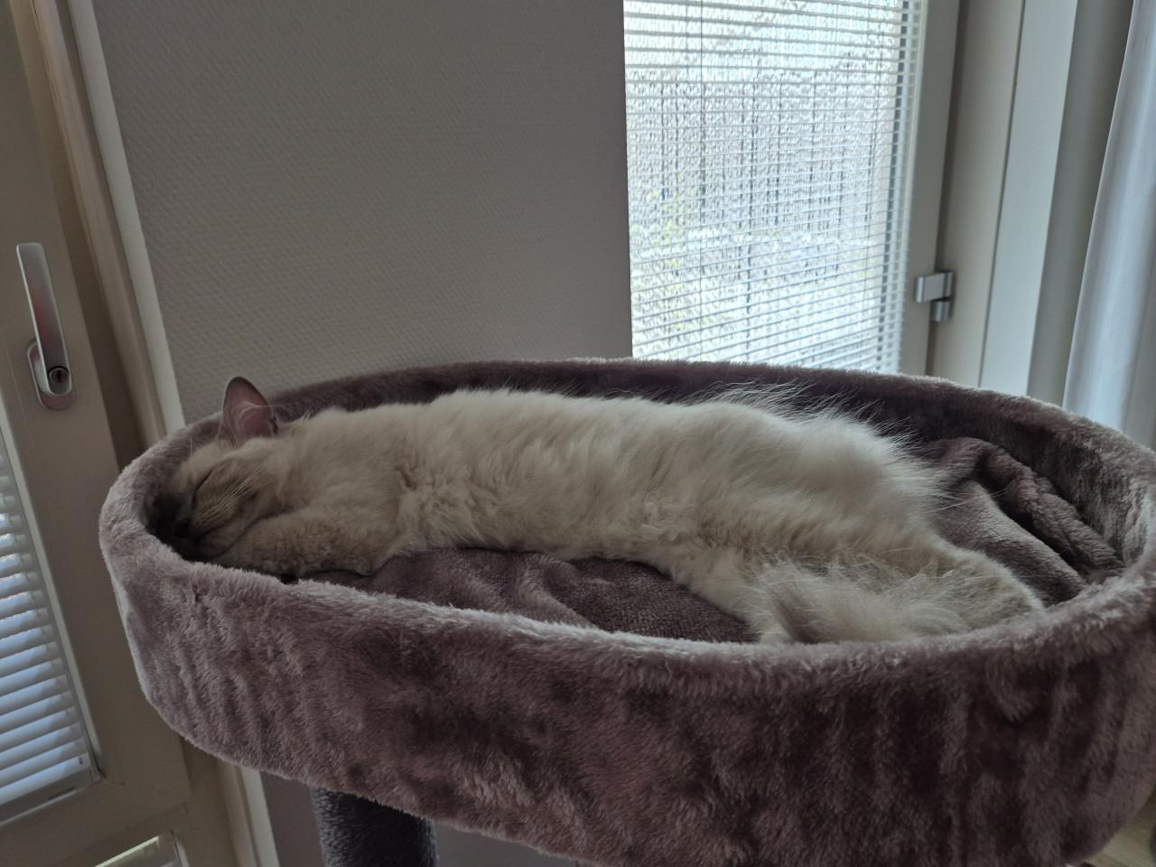 RAGDOLL KITTEN 9 MND