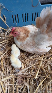 Serama met kuikens