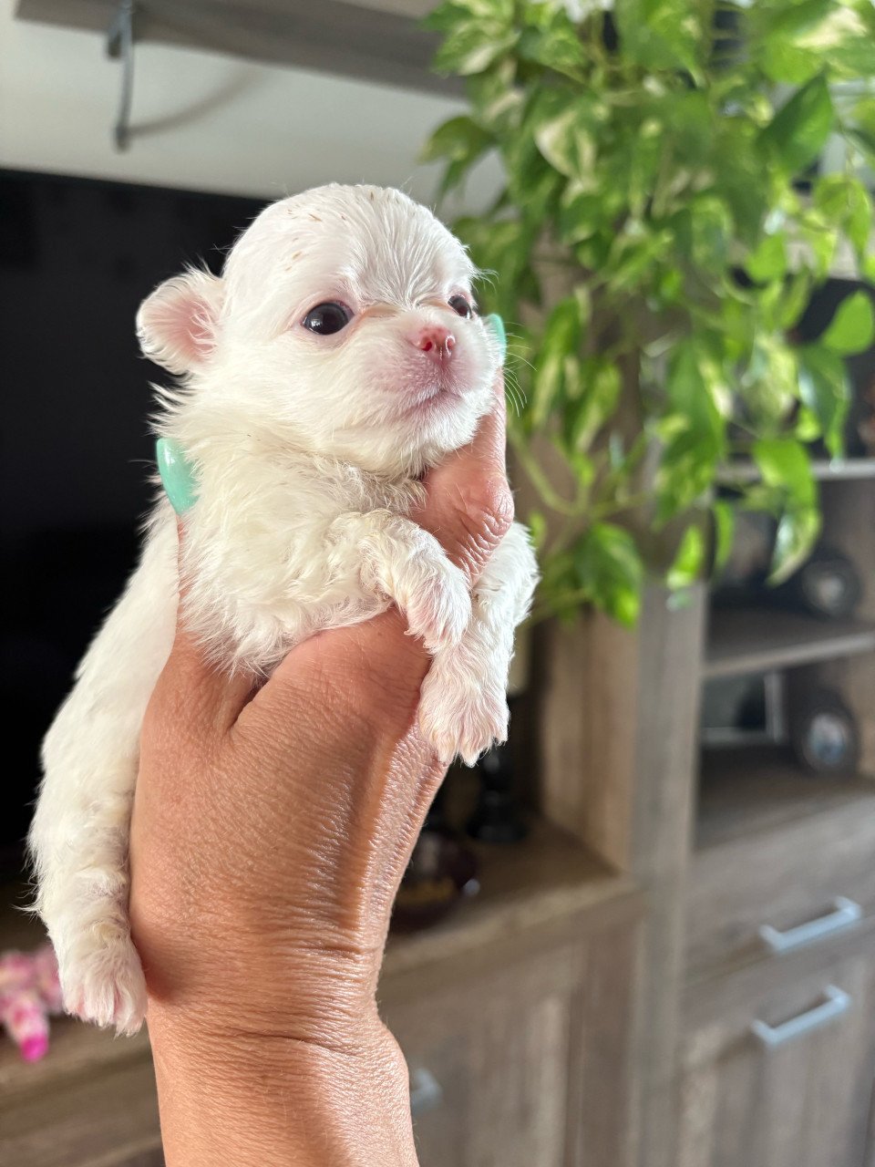 Chihuahua puppies