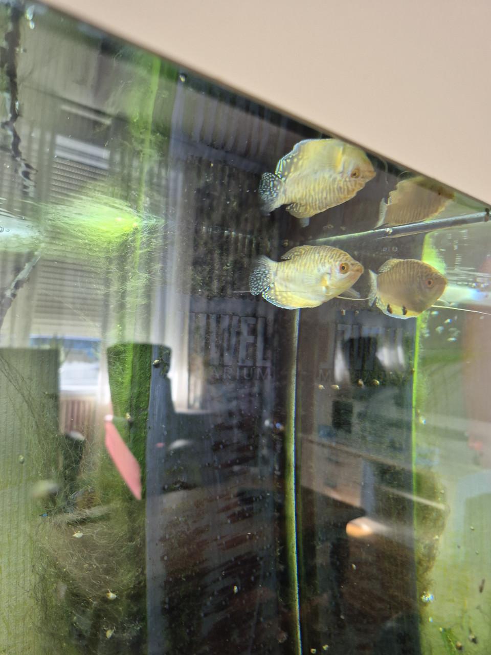 Aquarium