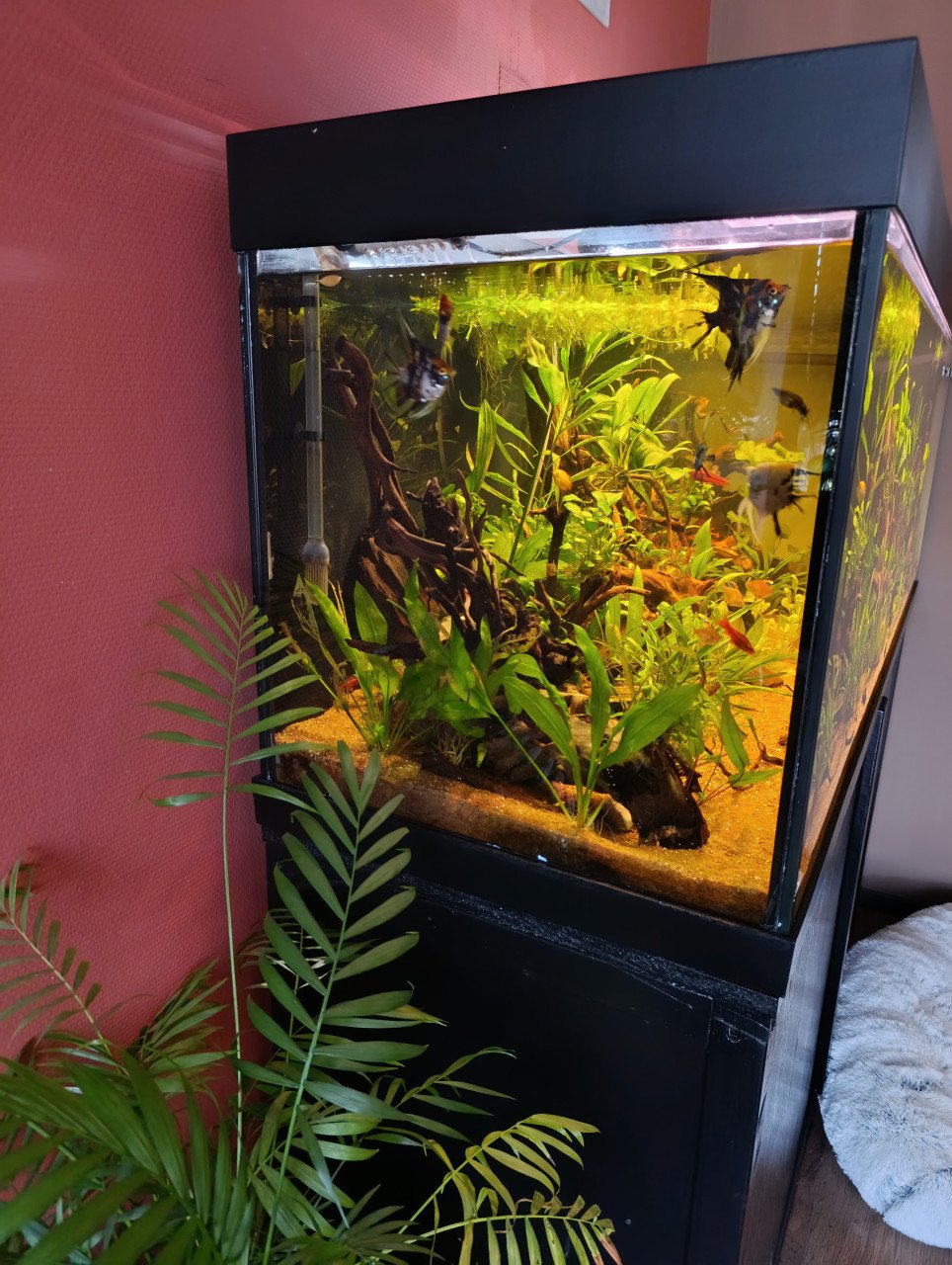 Jewel aquarium compleet met planten, hout en vissen