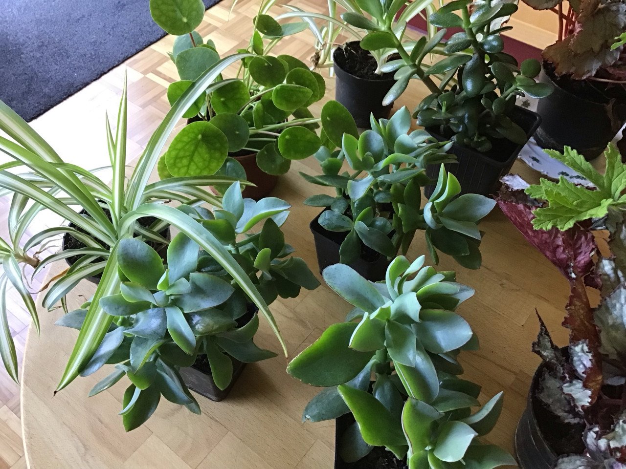 Kamerplanten mooie planten  nu 6 soorten