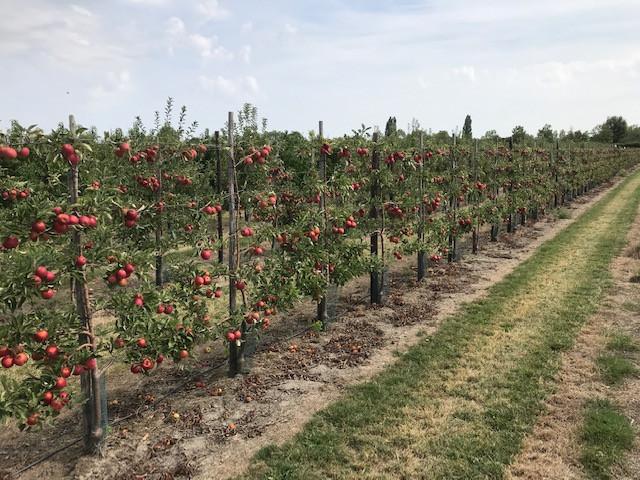 Fruitbomen in leivorm / Leibomen / Appel