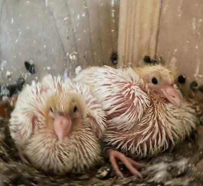 Witte postduiven piepertjes