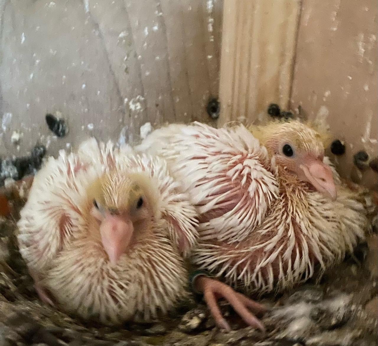 Witte postduiven piepertjes