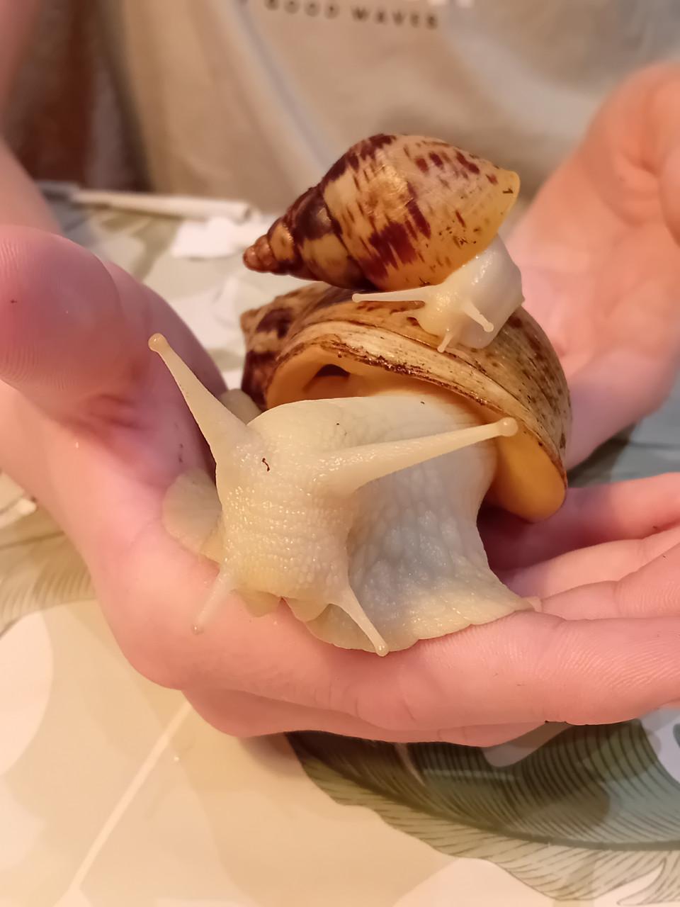 Afrikaanse reuzenslakken (Achatina Reticulata)