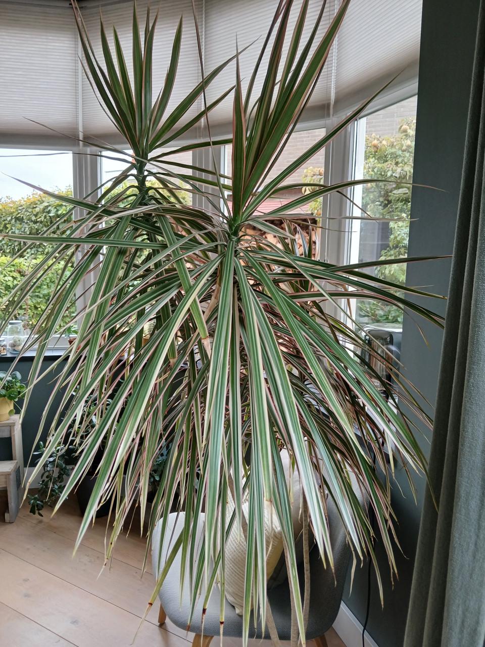Grote kamerplant Drakenbloedboom - 185 cm