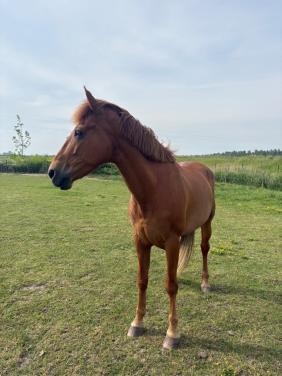 Paard Ramses