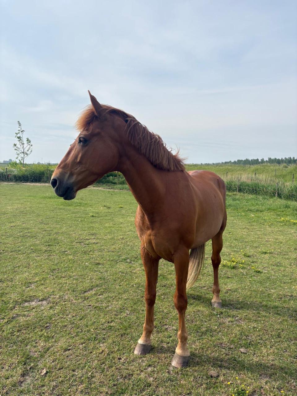 Paard Ramses