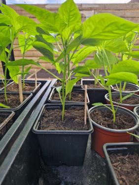 Mooie onbespoten / biologische paprika en peperplanten