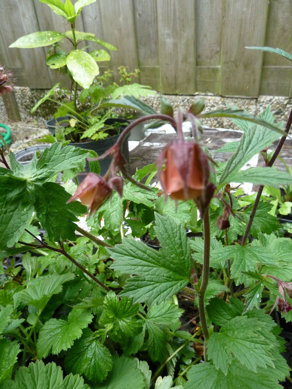 VASTE PLANTEN