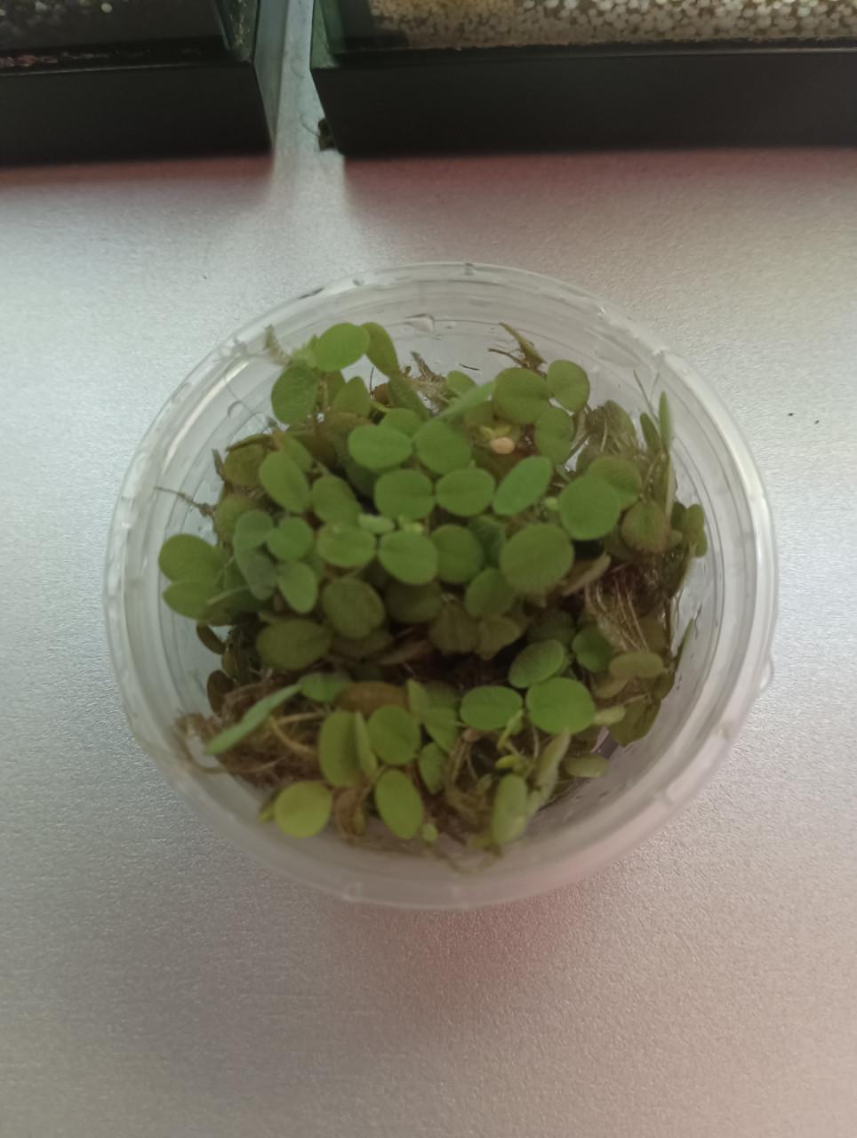 Salvina drijfplanten