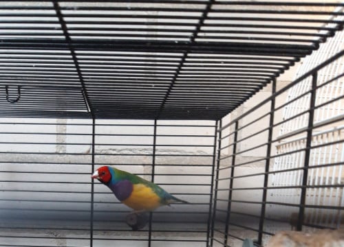 Vogels