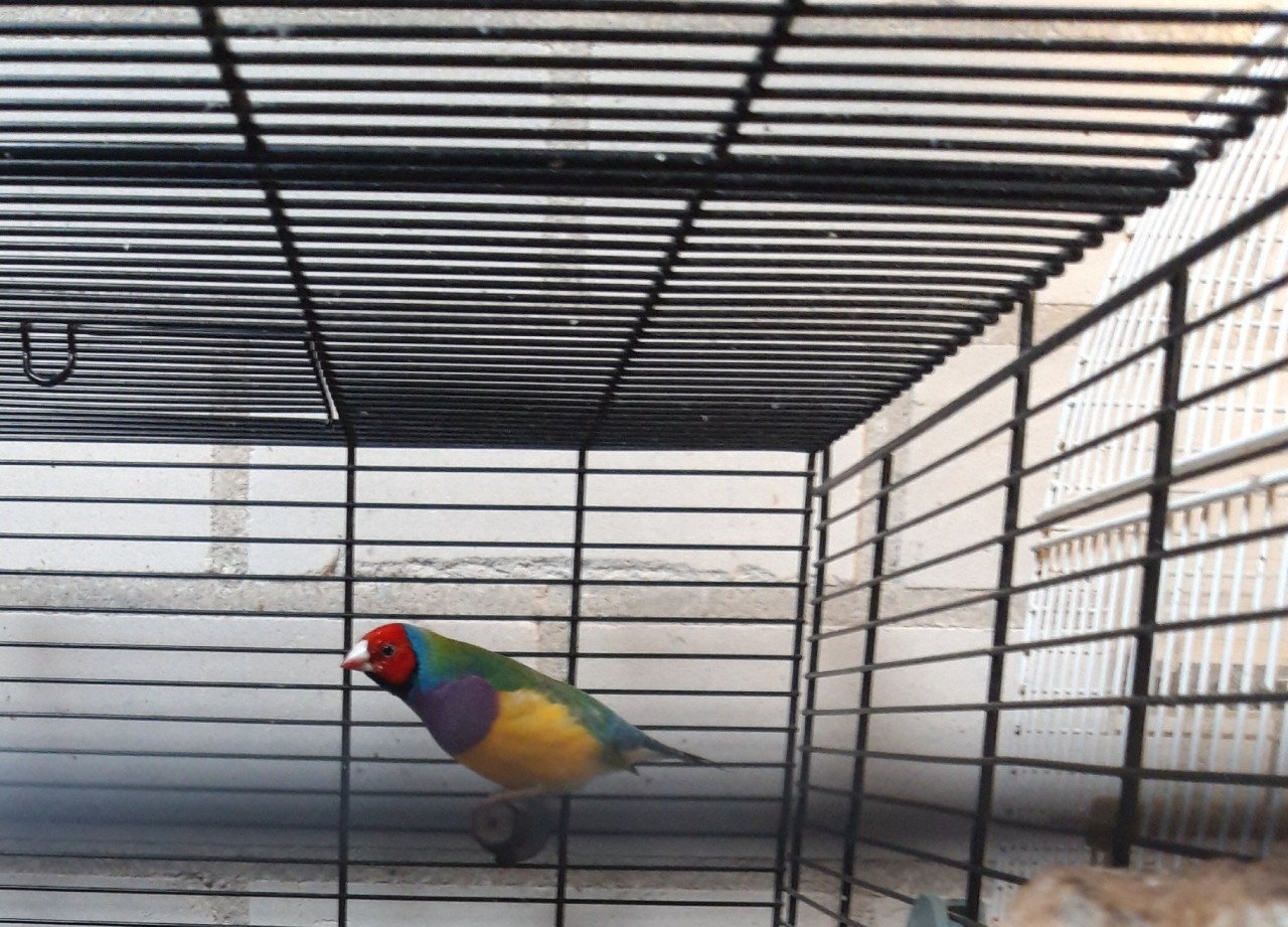 Vogels