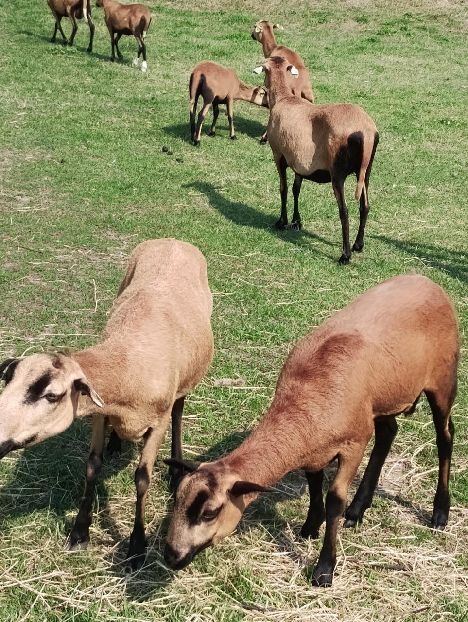 Schapen barbados black belly