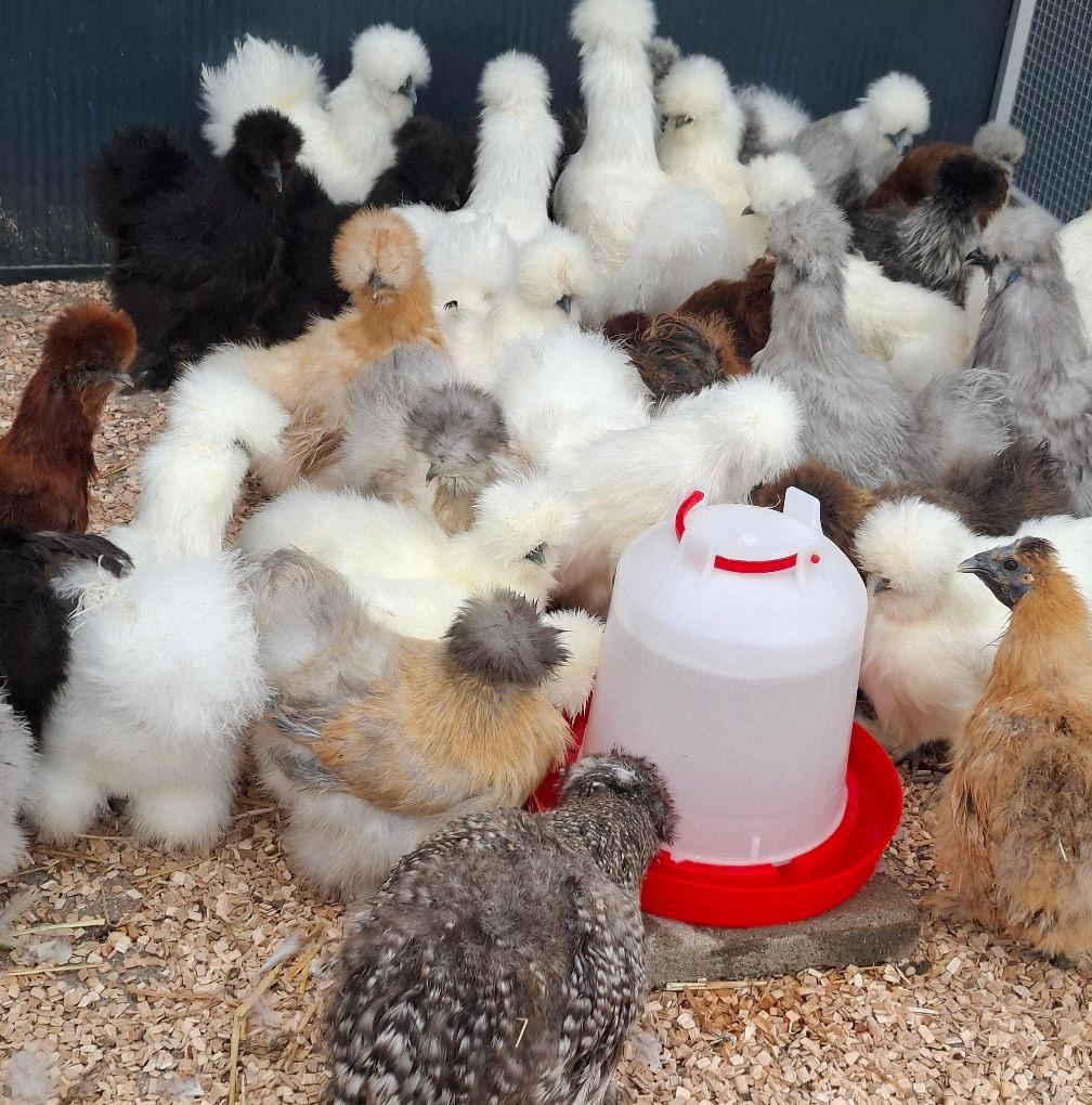 Witte zijdehoenders..........