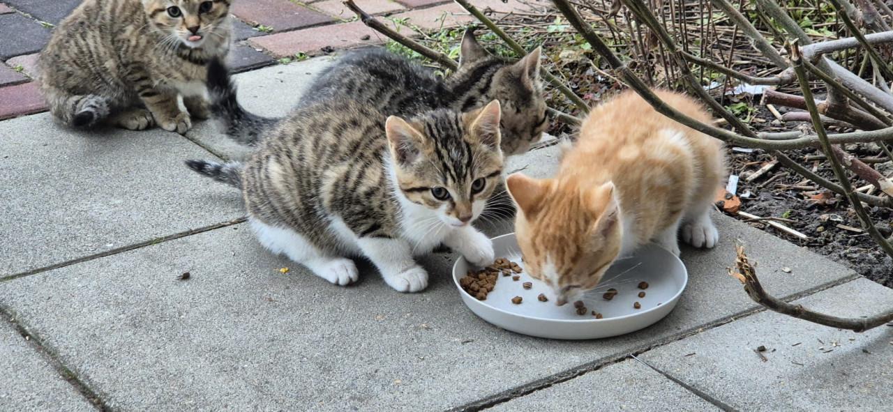 Boerderijkittens