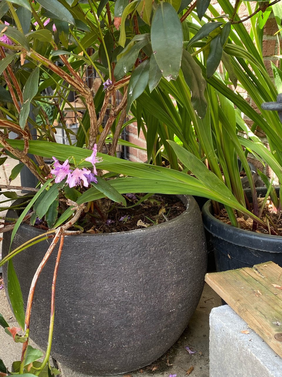 Rhododendron in pot