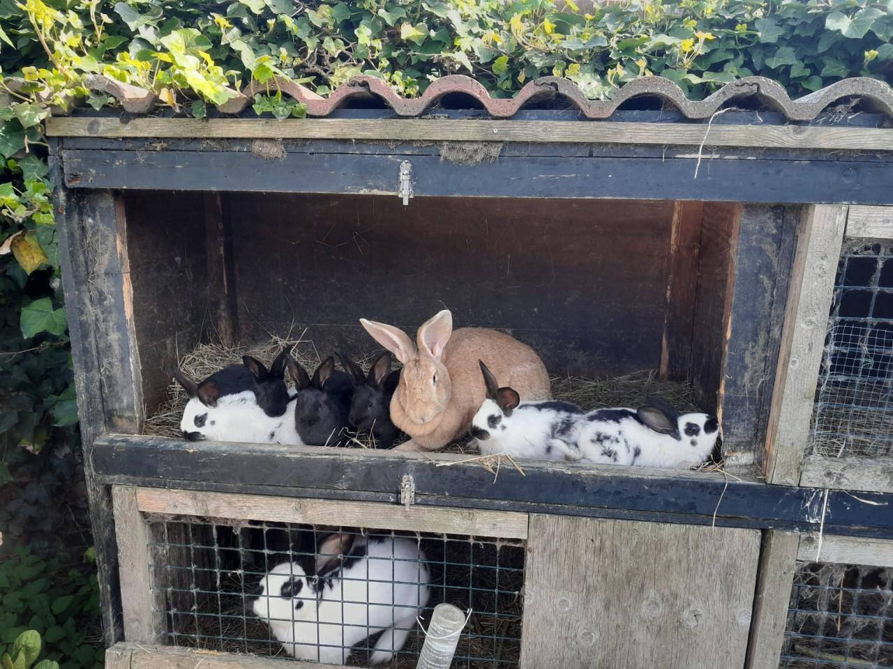 Jonge konijnen. Lotharingers.