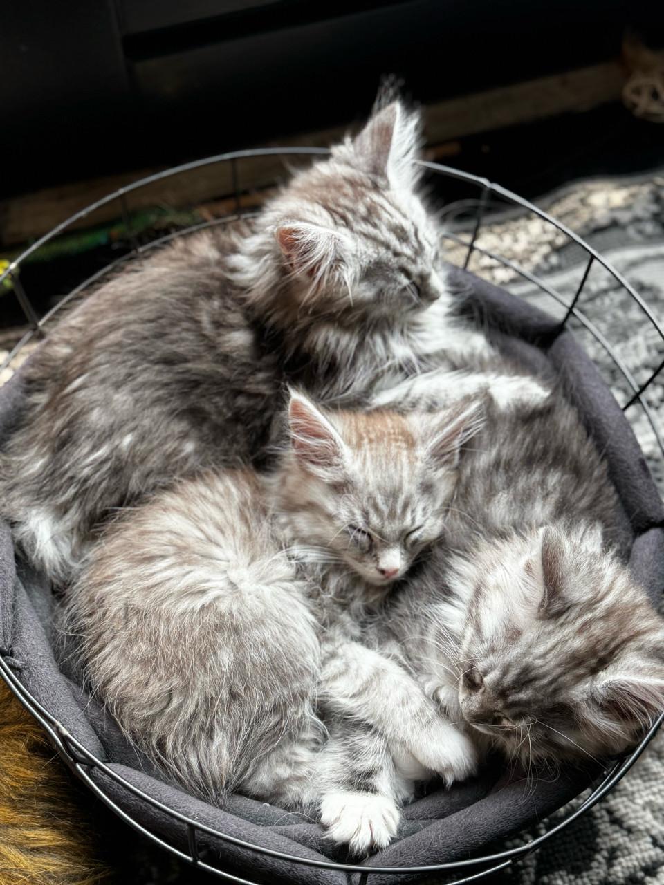 Maine coon kittes 3 poesjes