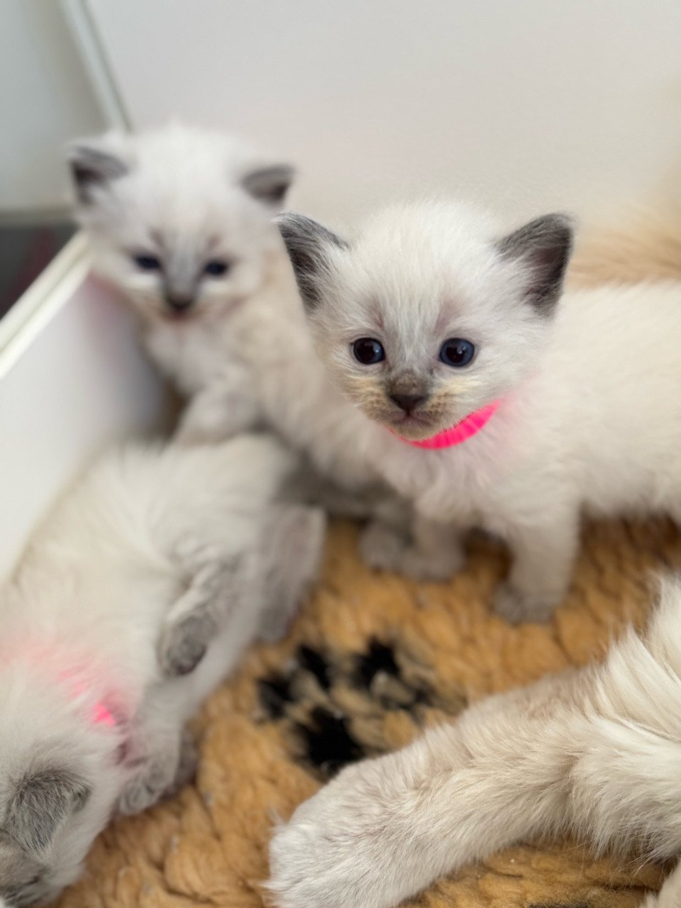 Ragdoll kittens bleupoint poesjes en katertjes