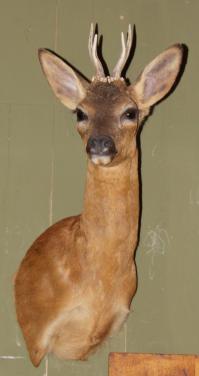 Statige ree (taxidermie)