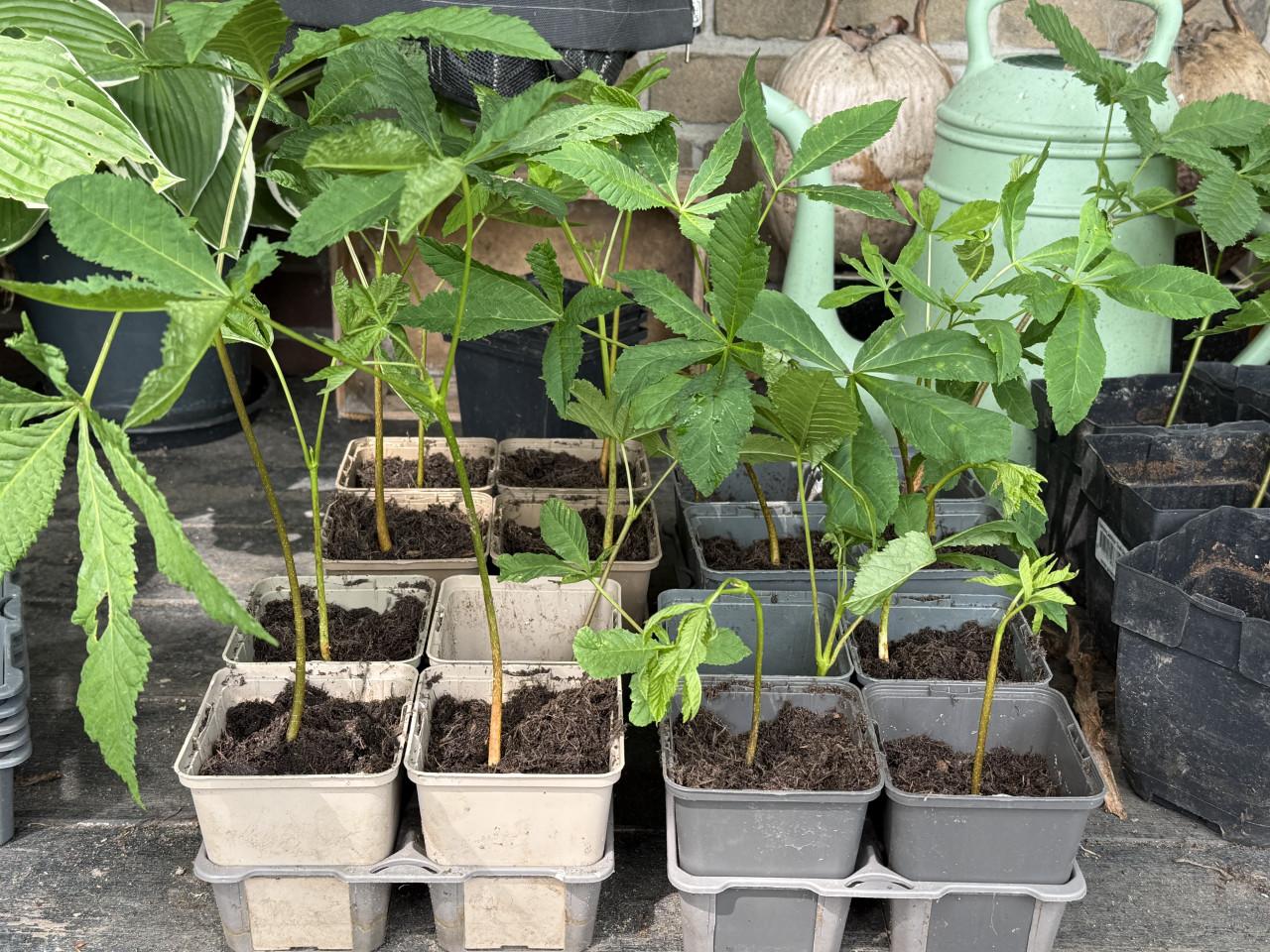 40 kastanjeboom stekken in pot