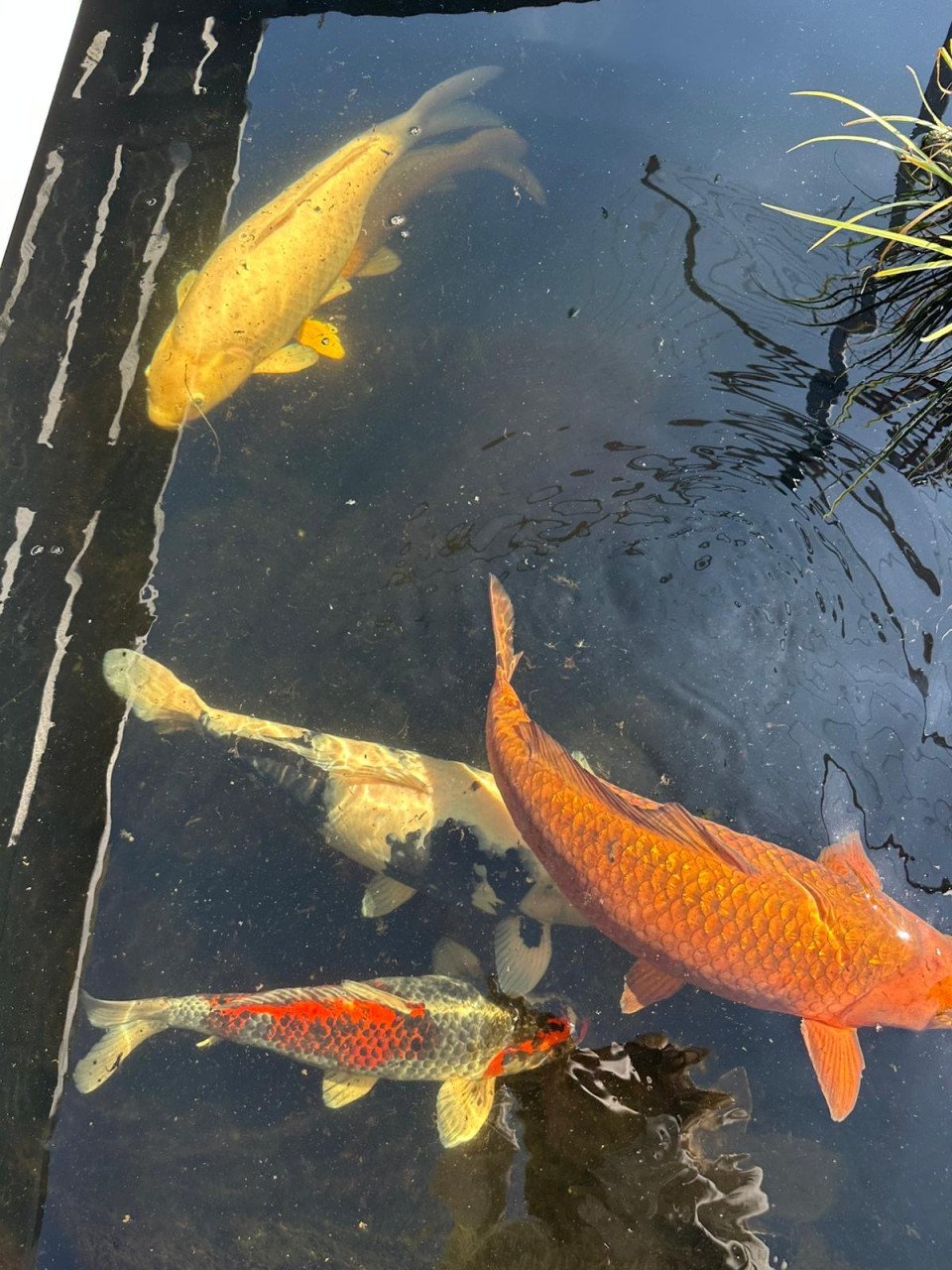 5 Koi karpers te koop ongv 50-70cm
