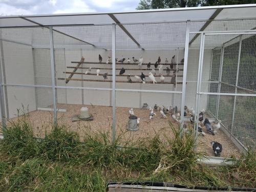 Grote keuze uit duiven in ons nieuwe duivenverblijf