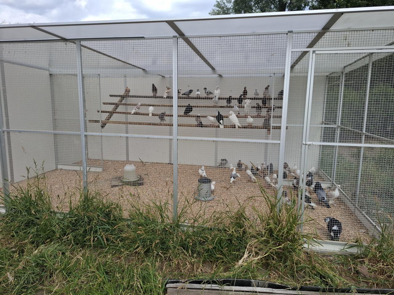 Grote keuze uit duiven in ons nieuwe duivenverblijf