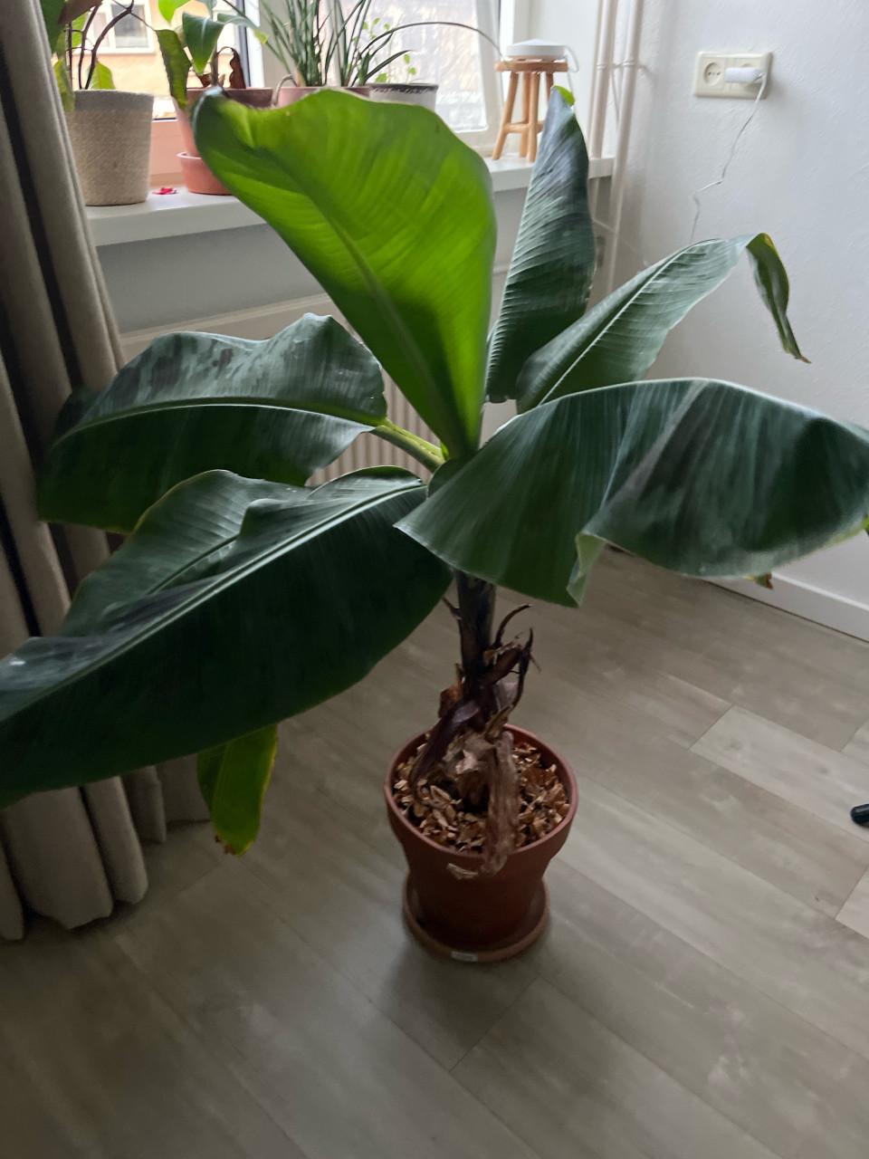 Bananenplant