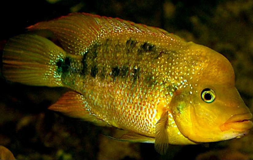 Trio onverwante cichliden