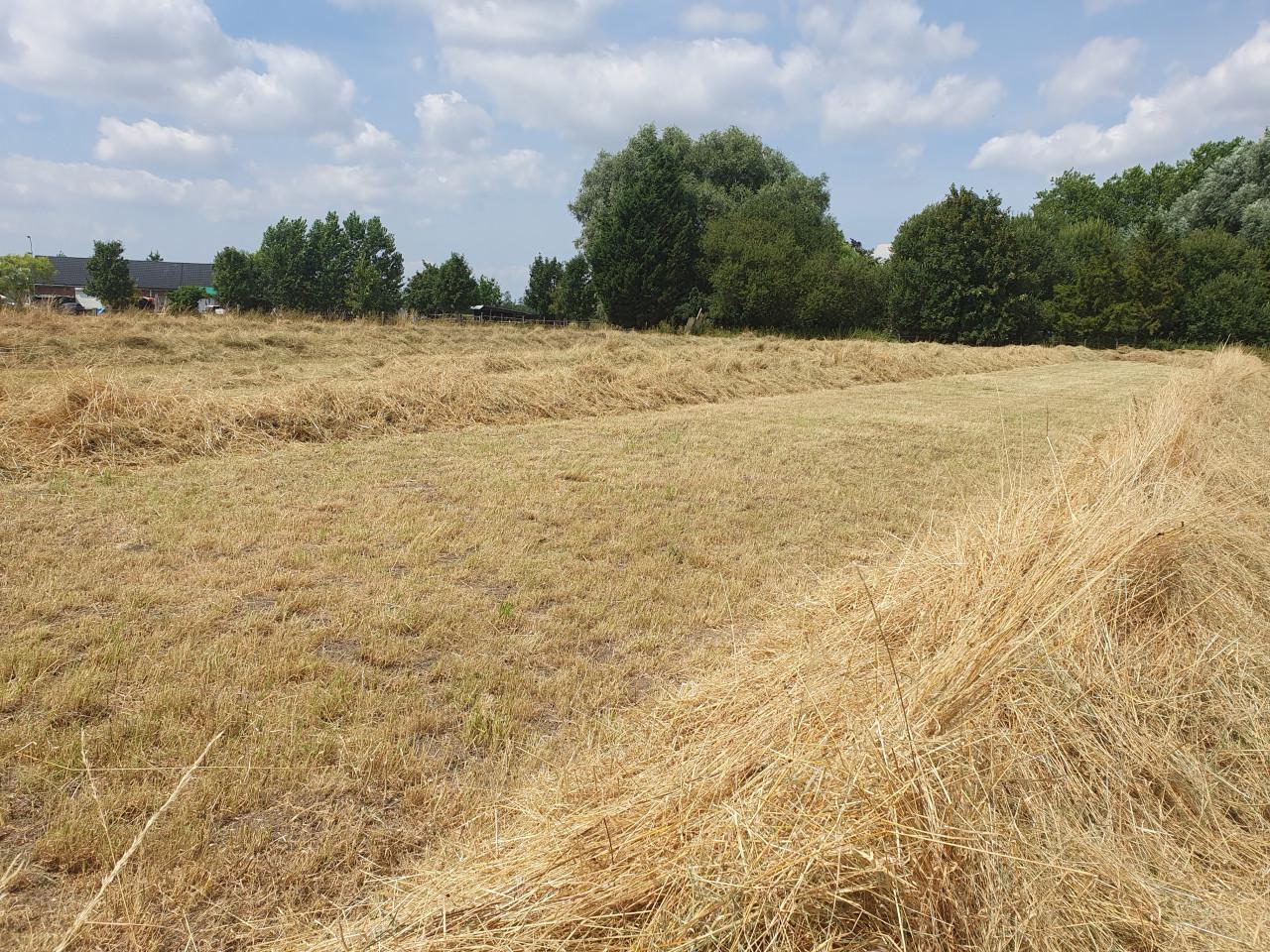 Grote ronde balen natuurhooi 1e snede laag eiwt schoon, in folie gewikkeld.