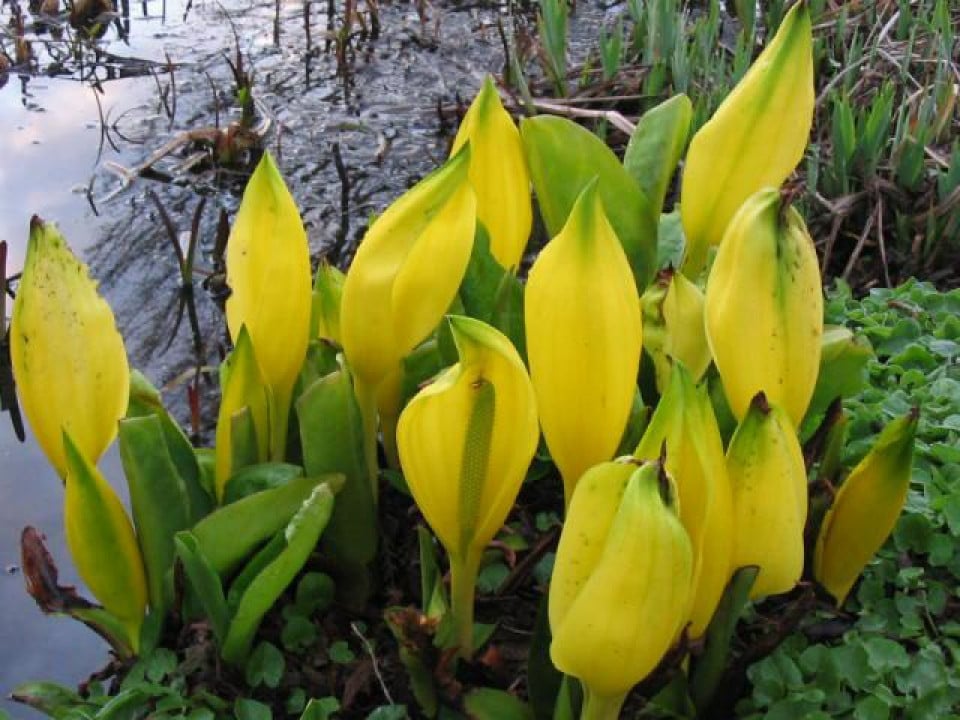 Zuurstofplanten en vijverplanten:  Snoekkruid, Krabbescheer Gele aronskelk.