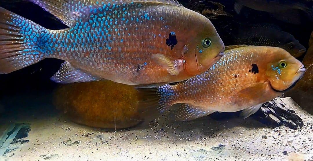 Mooie jonge cichliden soorten