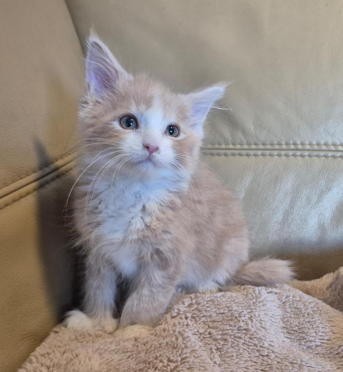 Mooi maine coon  katertje polydactyl