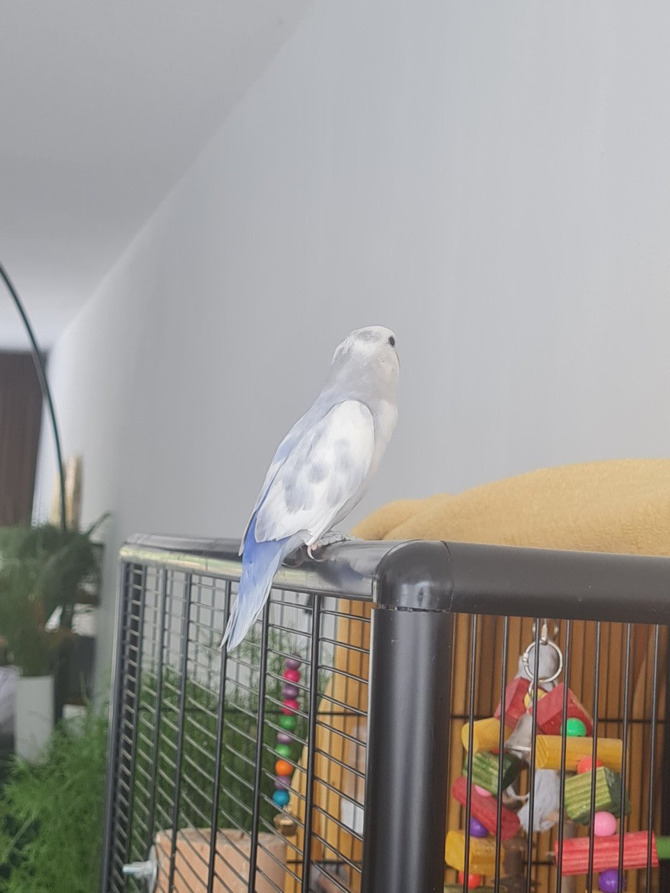Jonge Agapornis Roseicollis te koop
