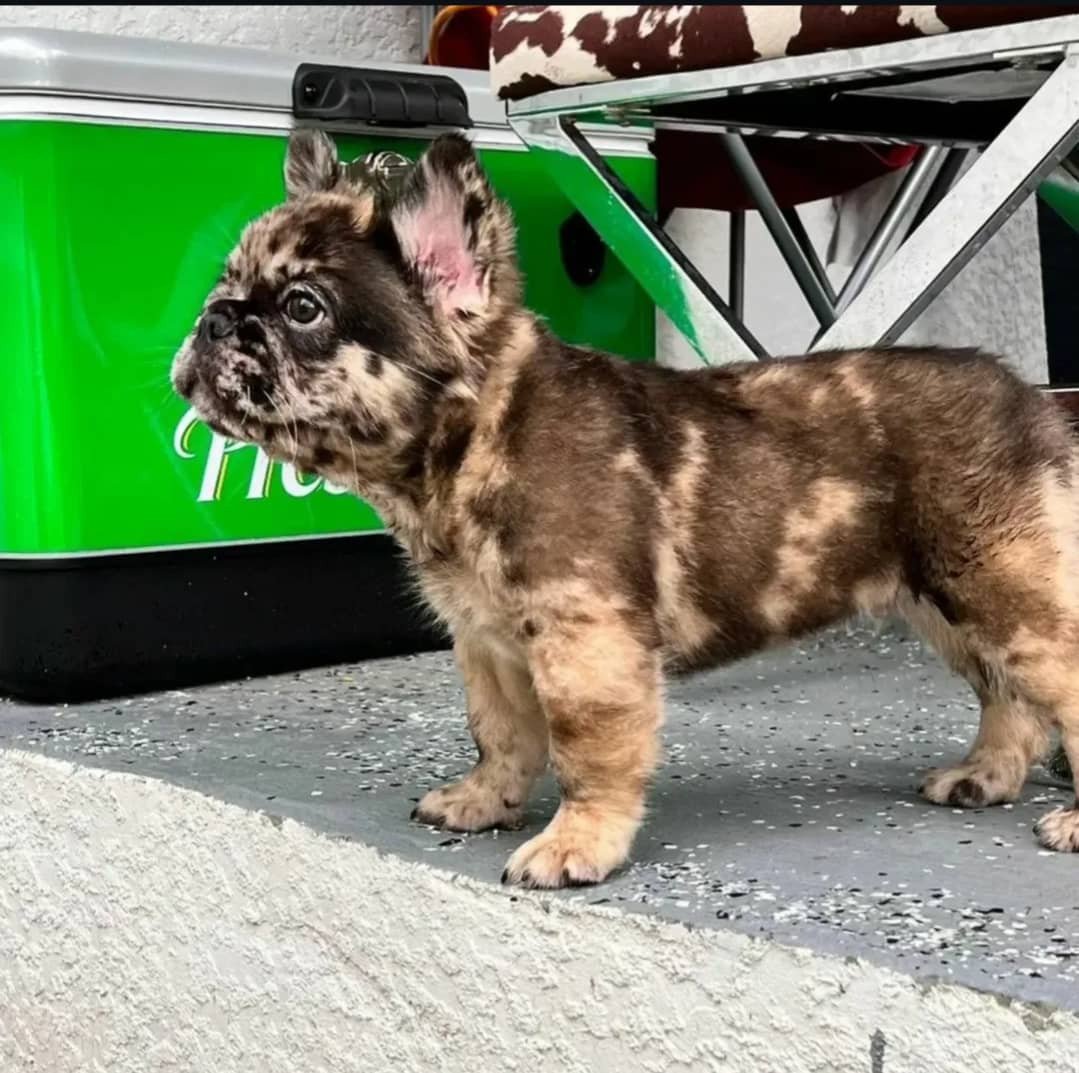 Poëtische Franse Bulldog-puppy's voor adoptie en herplaatsing