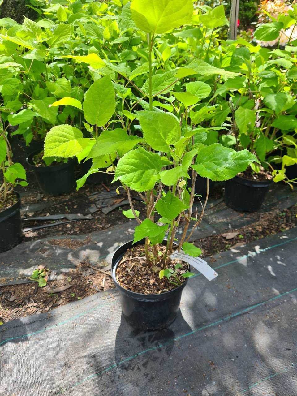 Hortensia Annabelle