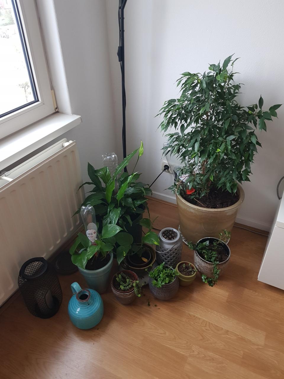 Planten