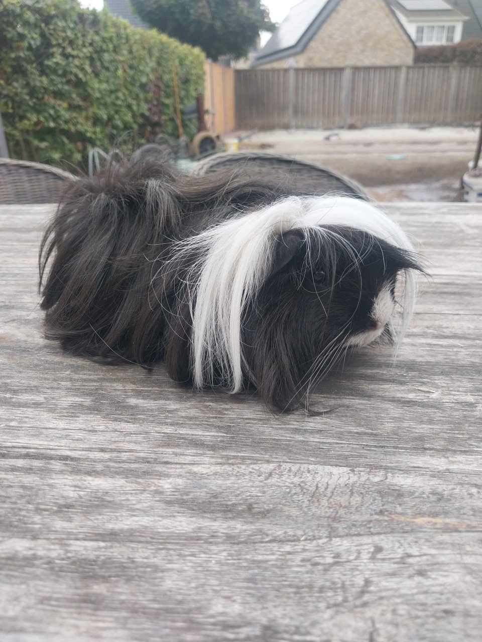 2 mannetjes cavia's