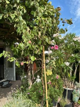 Hoge appelboom in pot