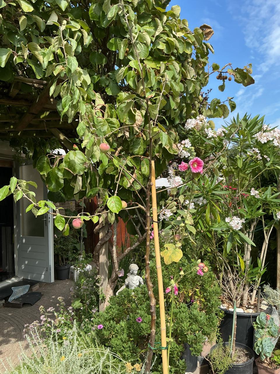 Hoge appelboom in pot