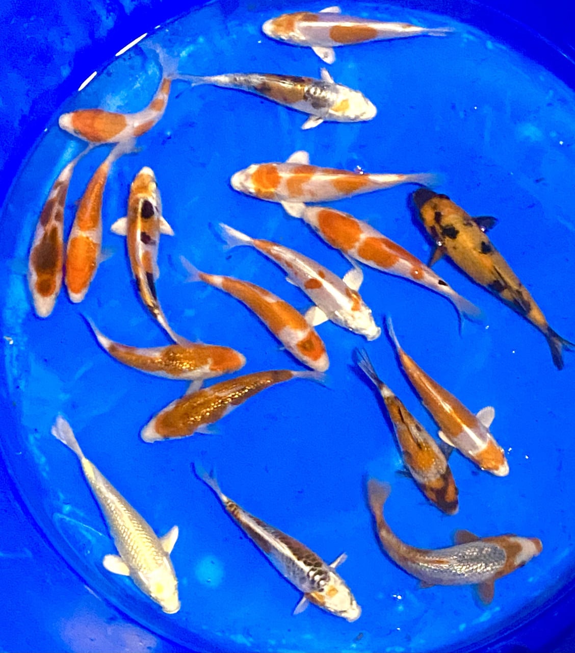 18 stuks Japanse Tosai 15-18cm.