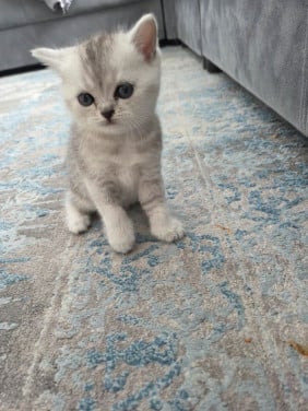 Kittens Britse Korthaar