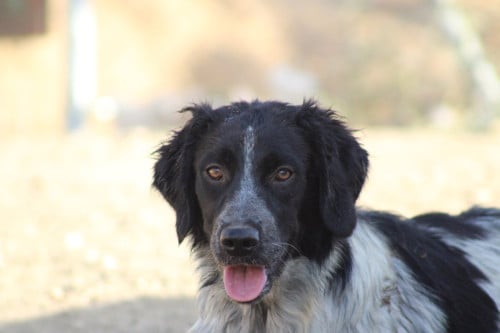 Alora Dog Rescue: Mona, dit lieve meisje zoekt een baasje