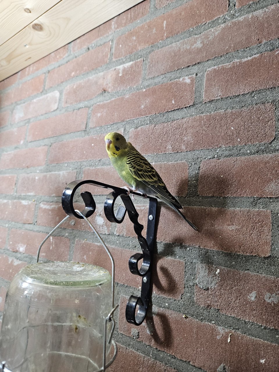 Parkieten