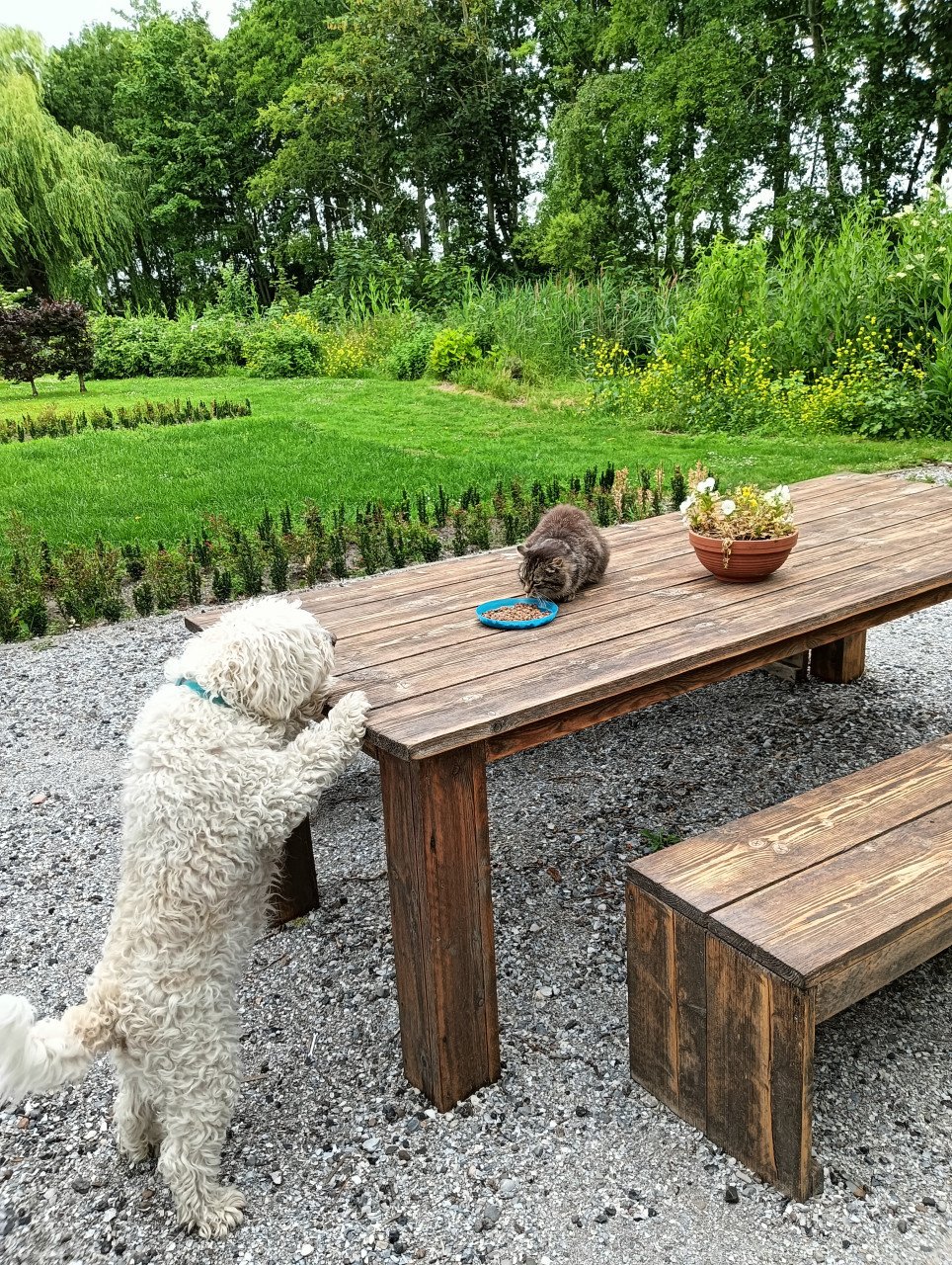 Huis/dieren oppas