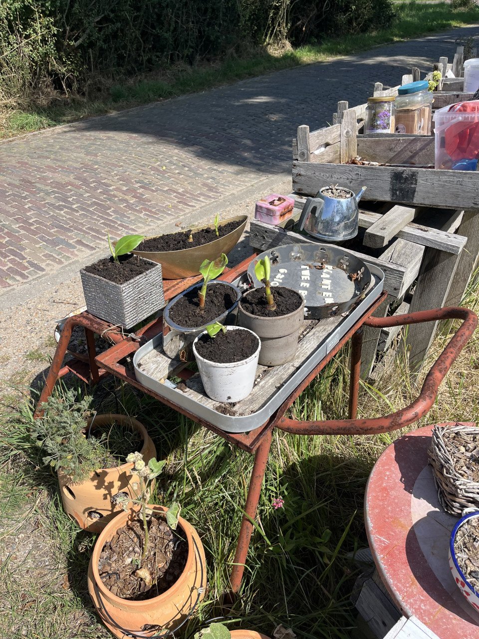 Stek bananenplant met pot en biologische zaad