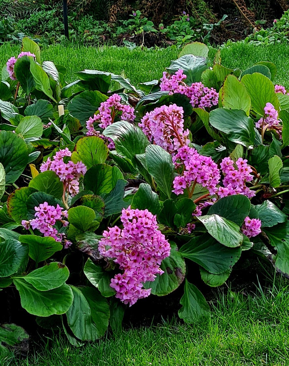 Jonge schoenlappersplanten (Bergenia cordifolia)